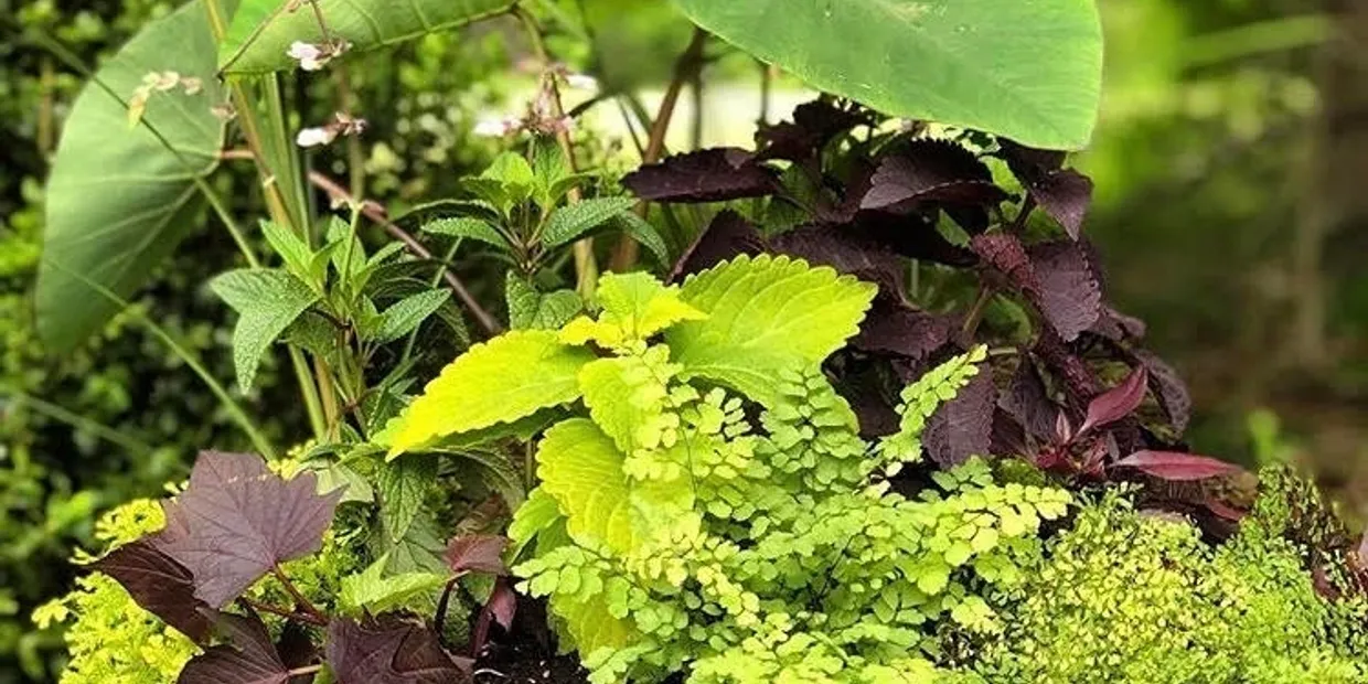 custom container plantings